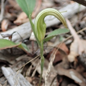 Diplodium truncatum at Cook, ACT - 27 Feb 2021