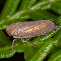 Neotartessus flavipes (A leafhopper) at Paddys River, ACT - 8 Mar 2021 by rawshorty