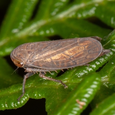 Neotartessus flavipes (A leafhopper) at Tidbinbilla Nature Reserve - 7 Mar 2021 by rawshorty