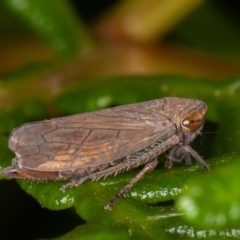 Neotartessus flavipes at Paddys River, ACT - 8 Mar 2021