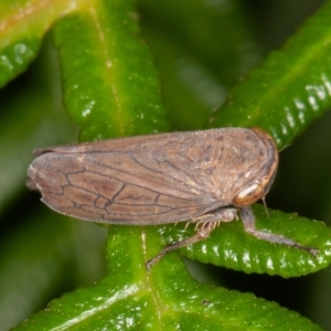 Neotartessus flavipes at Paddys River, ACT - 8 Mar 2021