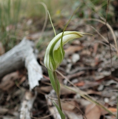 Diplodium ampliatum (Large Autumn Greenhood) at Mount Painter - 26 Feb 2021 by CathB