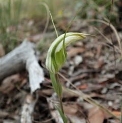 Diplodium ampliatum (Large autumn greenhood) at Cook, ACT - 26 Feb 2021 by CathB