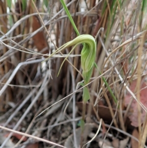 Diplodium ampliatum at Cook, ACT - suppressed