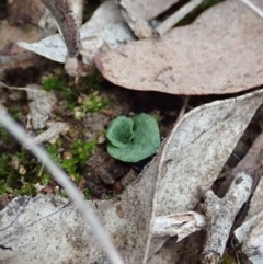 Diplodium ampliatum at Cook, ACT - 27 Feb 2021