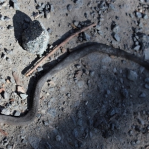 Drysdalia rhodogaster at Bundanoon - 6 Mar 2021