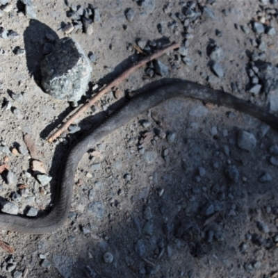 Drysdalia rhodogaster (Mustard-bellied Snake) at Wingecarribee Local Government Area - 6 Mar 2021 by Sarah2019