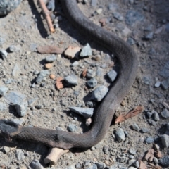 Drysdalia rhodogaster at Bundanoon - 6 Mar 2021