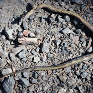 Drysdalia rhodogaster at Bundanoon - 6 Mar 2021