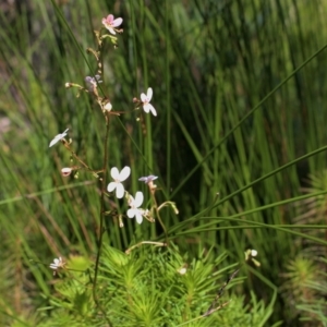 Stylidium laricifolium at Bundanoon, NSW - 6 Mar 2021