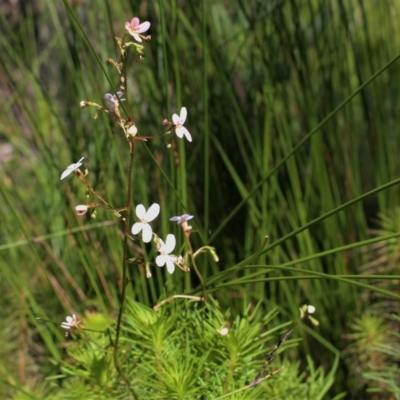 Stylidium laricifolium (Giant Triggerplant, Tree Triggerplant) at Wingecarribee Local Government Area - 6 Mar 2021 by Sarah2019