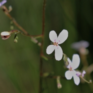 Stylidium laricifolium at Bundanoon, NSW - 6 Mar 2021