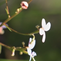 Stylidium laricifolium at Bundanoon, NSW - 6 Mar 2021