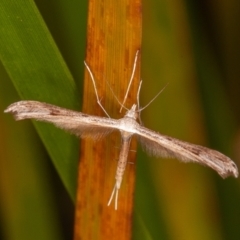 Platyptilia celidotus (Plume Moth) at Tidbinbilla Nature Reserve - 7 Mar 2021 by rawshorty