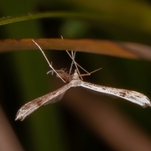 Platyptilia celidotus at Paddys River, ACT - 8 Mar 2021 09:45 AM