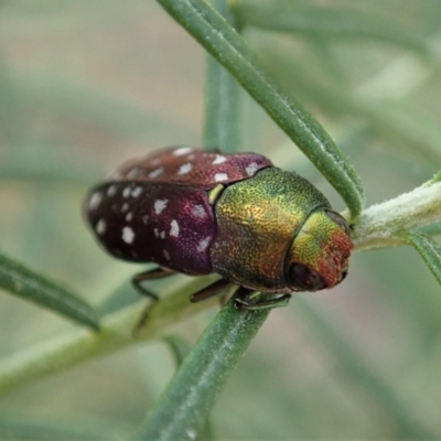 Diphucrania leucosticta (White-flecked acacia jewel beetle) at Aranda Bushland - 3 Mar 2021 by CathB