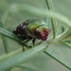 Diphucrania leucosticta at Holt, ACT - 3 Mar 2021