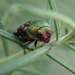 Diphucrania leucosticta at Holt, ACT - 3 Mar 2021