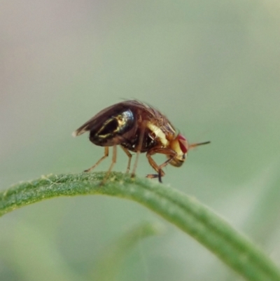 Steganopsis melanogaster (A lauxaniid fly) at Mount Painter - 26 Feb 2021 by CathB