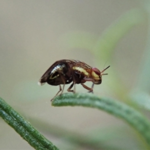 Steganopsis melanogaster at Cook, ACT - 27 Feb 2021