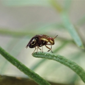 Steganopsis melanogaster at Cook, ACT - 27 Feb 2021