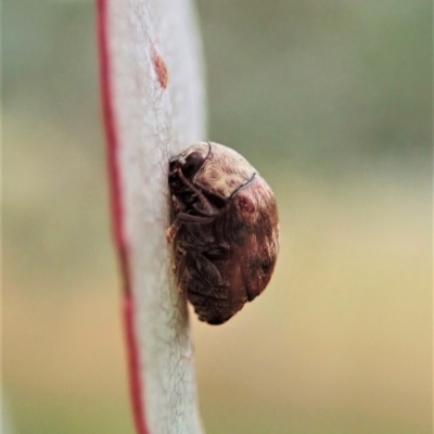 Elaphodes sp. (genus) (Leaf beetle) at Mount Painter - 26 Feb 2021 by CathB