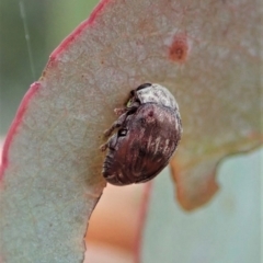 Elaphodes sp. (genus) at Cook, ACT - 27 Feb 2021