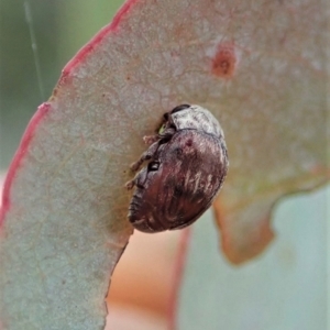 Elaphodes sp. (genus) at Cook, ACT - 27 Feb 2021