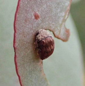 Elaphodes sp. (genus) at Cook, ACT - 27 Feb 2021