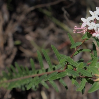 Pimelea linifolia subsp. collina (Slender Rice-flower) at Wingecarribee Local Government Area - 6 Mar 2021 by Sarah2019