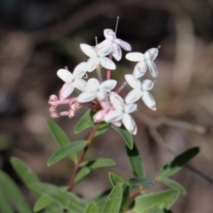 Pimelea linifolia subsp. collina at Bundanoon, NSW - 6 Mar 2021