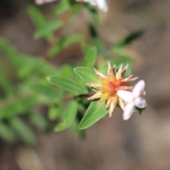 Pimelea linifolia subsp. collina at Bundanoon, NSW - 6 Mar 2021