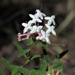 Pimelea linifolia subsp. collina at Bundanoon, NSW - 6 Mar 2021