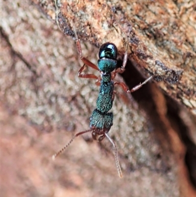Rhytidoponera aspera (Greenhead ant) at Cook, ACT - 10 Feb 2021 by CathB