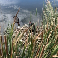 Cygnus atratus (Black Swan) at Gungahlin, ACT - 14 Mar 2021 by TrishGungahlin