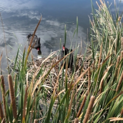 Cygnus atratus (Black Swan) at Yerrabi Pond - 14 Mar 2021 by TrishGungahlin