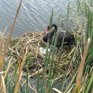 Cygnus atratus at Gungahlin, ACT - 14 Mar 2021