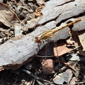 Diplacodes bipunctata at Aranda, ACT - 18 Feb 2021