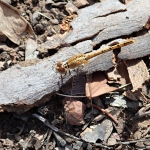 Diplacodes bipunctata at Aranda, ACT - 18 Feb 2021