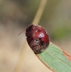 Trachymela sp. (genus) (Brown button beetle) at Holt, ACT - 18 Feb 2021 by CathB