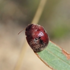 Trachymela sp. (genus) (Brown button beetle) at Aranda Bushland - 18 Feb 2021 by CathB