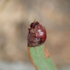 Trachymela sp. (genus) at Holt, ACT - 18 Feb 2021