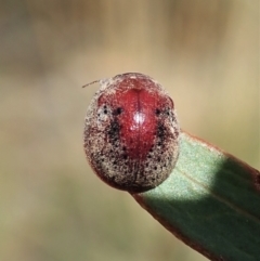 Trachymela sp. (genus) at Holt, ACT - 18 Feb 2021