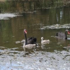 Cygnus atratus (Black Swan) at Gungahlin, ACT - 8 Mar 2021 by TrishGungahlin