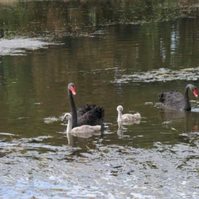 Cygnus atratus (Black Swan) at Gungahlin, ACT - 8 Mar 2021 by TrishGungahlin