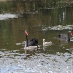 Cygnus atratus (Black Swan) at Yerrabi Pond - 8 Mar 2021 by TrishGungahlin