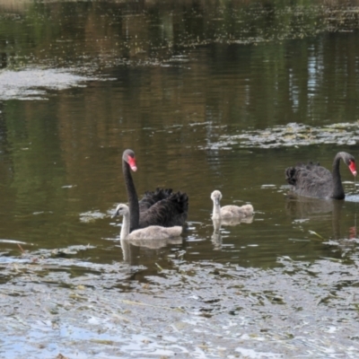 Cygnus atratus (Black Swan) at Yerrabi Pond - 8 Mar 2021 by TrishGungahlin