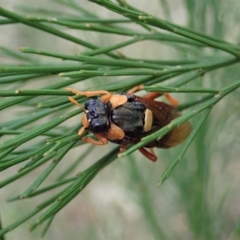 Perga dorsalis (Steel-blue sawfly, spitfire) at Cook, ACT - 27 Feb 2021 by CathB