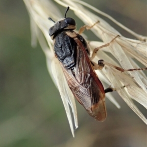 Pseudoperga guerinii at Holt, ACT - 3 Mar 2021 06:16 PM