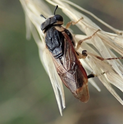 Pergagrapta sp. (genus) (A sawfly) at Aranda Bushland - 3 Mar 2021 by CathB